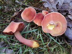 Image of Chalciporus pseudorubinellus (A. H. Sm. & Thiers) L. D. Gómez 1997