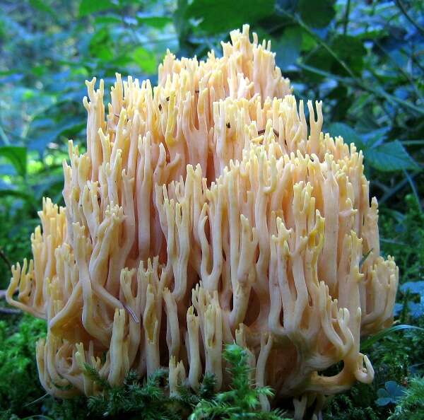 Слика од Ramaria stricta (Pers.) Quél. 1888