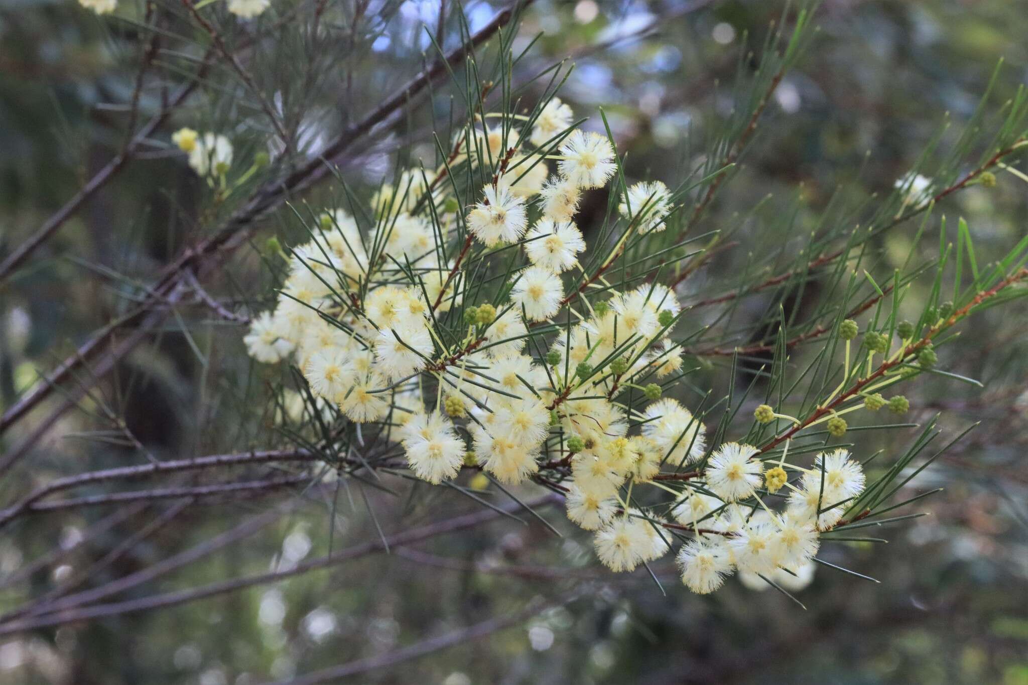 Imagem de Acacia quadrilateralis DC.