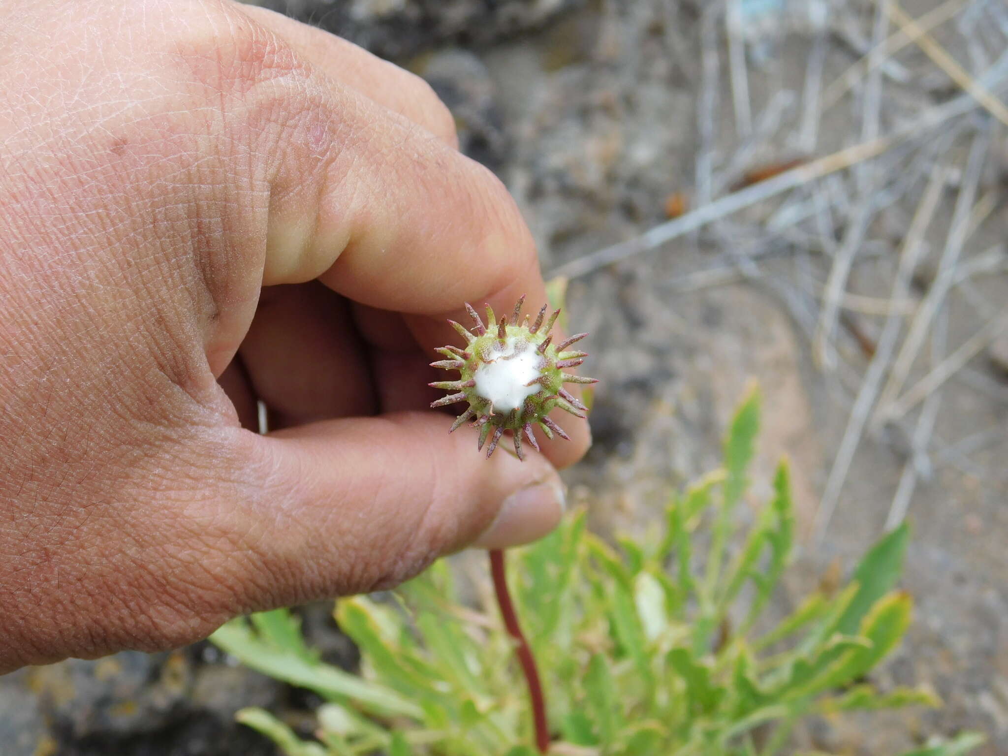 Image of Grindelia patagonica A. Bartoli & R. D. Tortosa