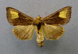 Image of scarce burnished brass