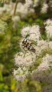 Image of Leptura quadrifasciata Linné 1758