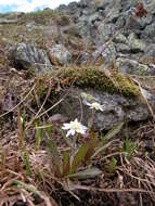 Endocellion sibiricum (J. F. Gmel.) Toman resmi