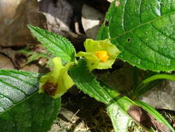 Image of Chrysothemis friedrichsthaliana (Hanst.) H. E. Moore