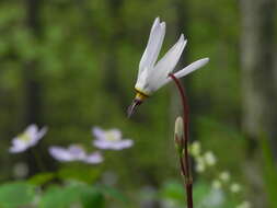 Image of jeweled shootingstar