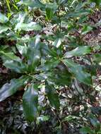 Imagem de Lithocarpus hancei (Benth.) Rehder