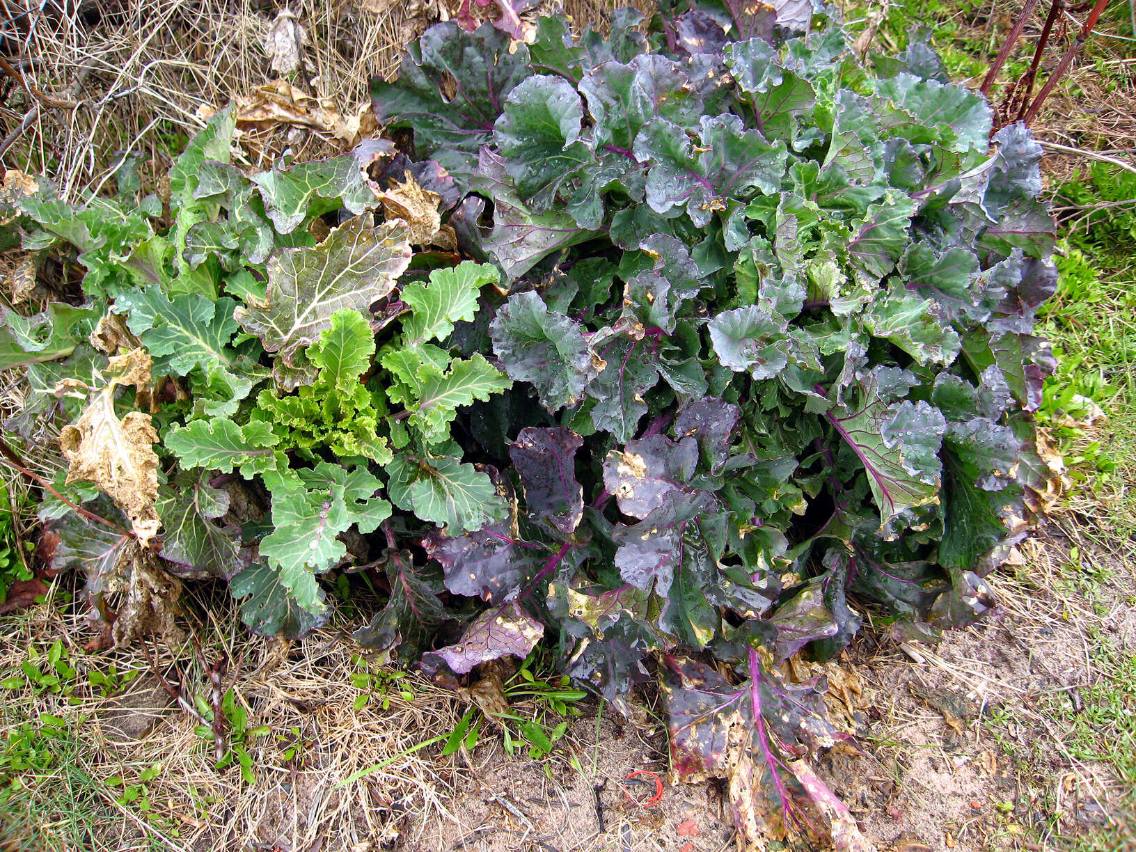 Image of white cabbage