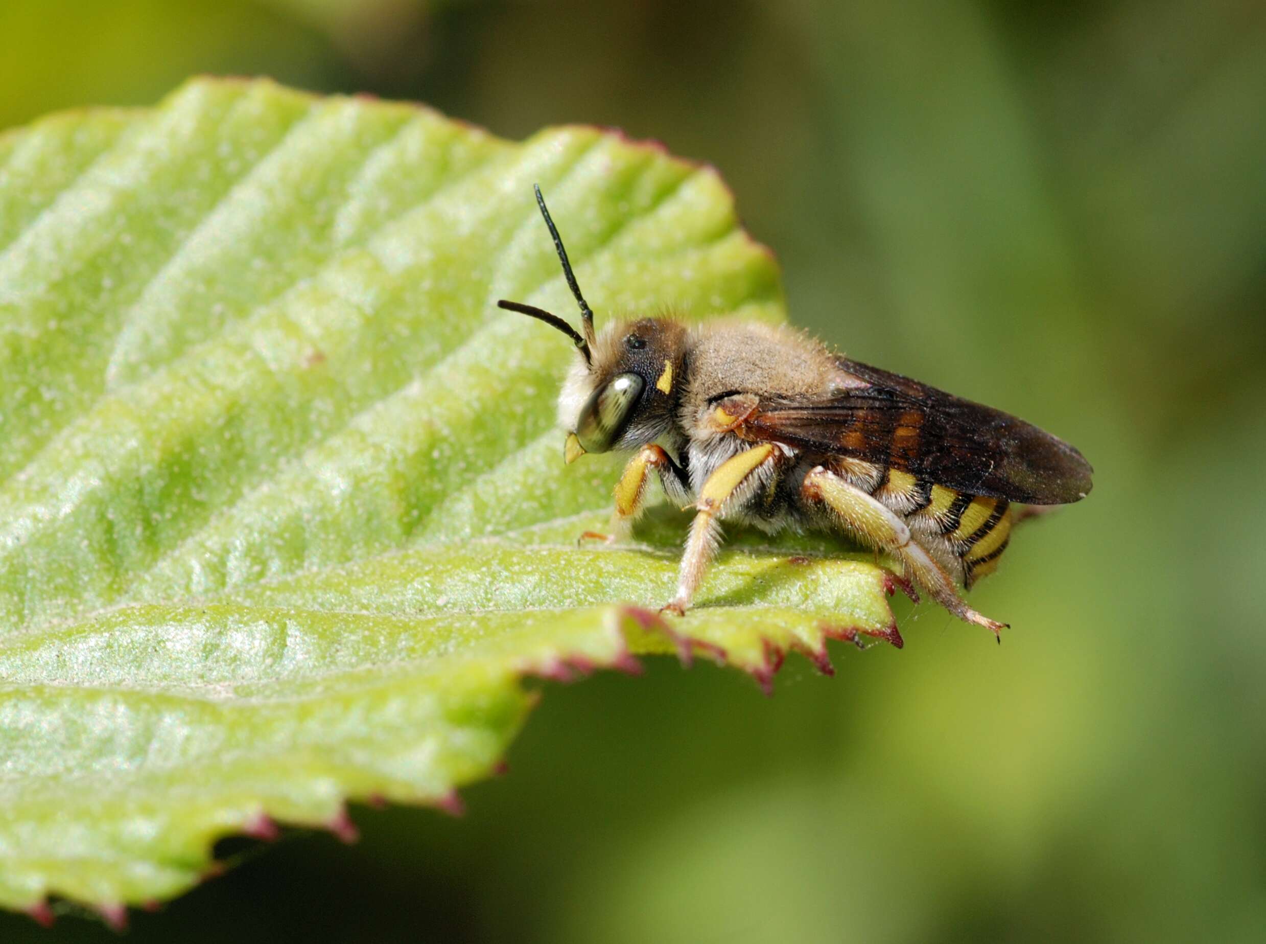 Image of Anthidium Fabricius 1804