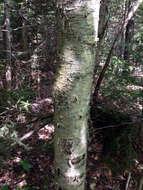 Image of Gray birch