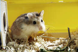 Image of Desert Hamster