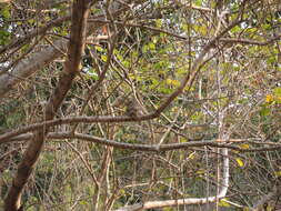 Image of Colima Pygmy Owl