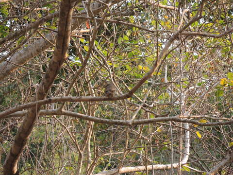 Image of Colima Pygmy Owl