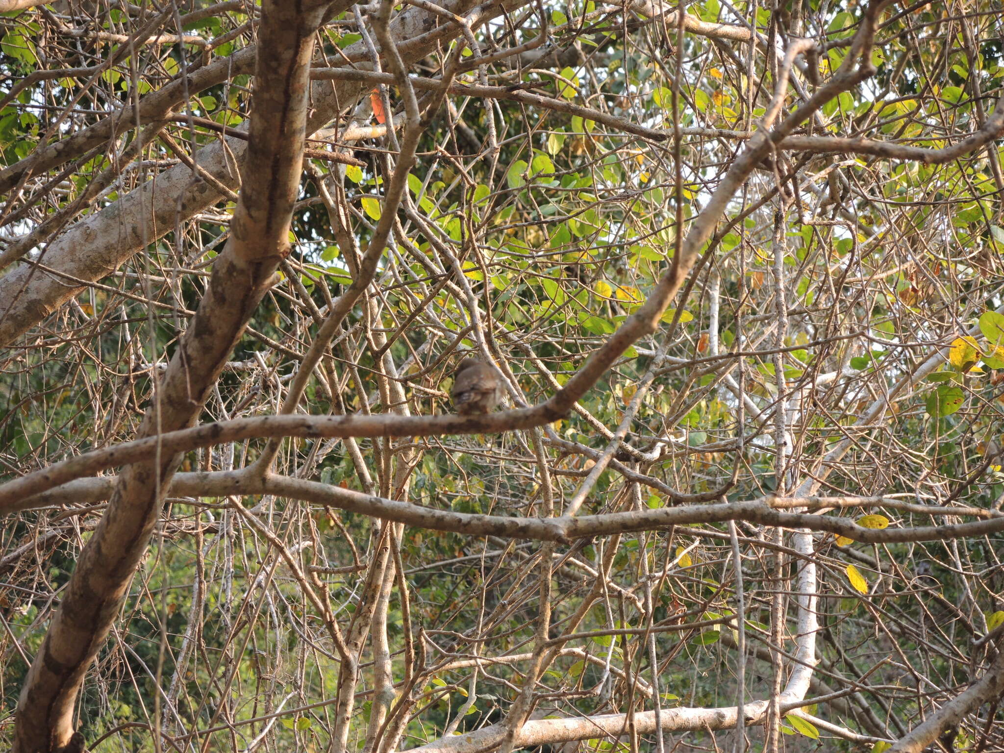 Image of Colima Pygmy Owl