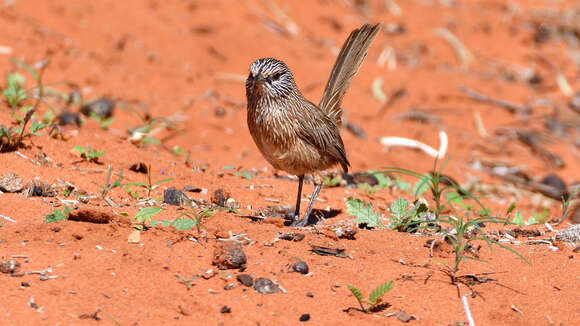 Image of Thick-billed Grasswren