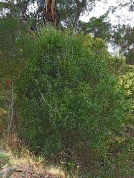 Image of Hakea eriantha R. Br.