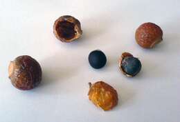 Image of Chinese soapberry