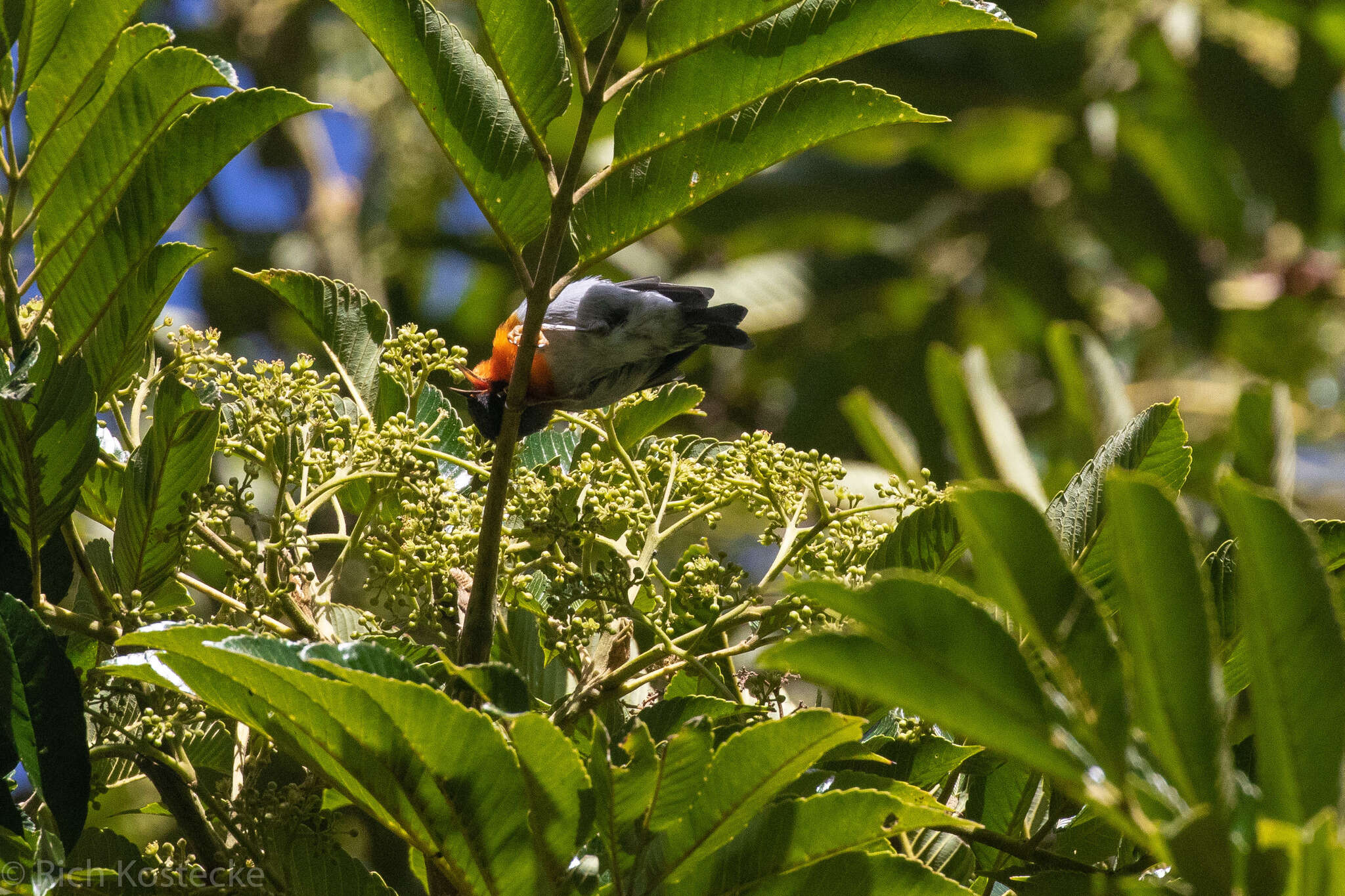 Image of Flame-throated Warbler