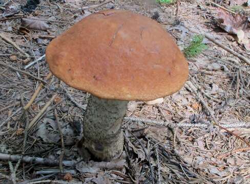 Image of Leccinum piceinum Pilát & Dermek 1974