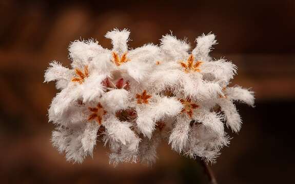 Image of Leucopogon virgatus var. virgatus