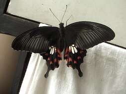 Image of Papilio polytes Linnaeus 1758