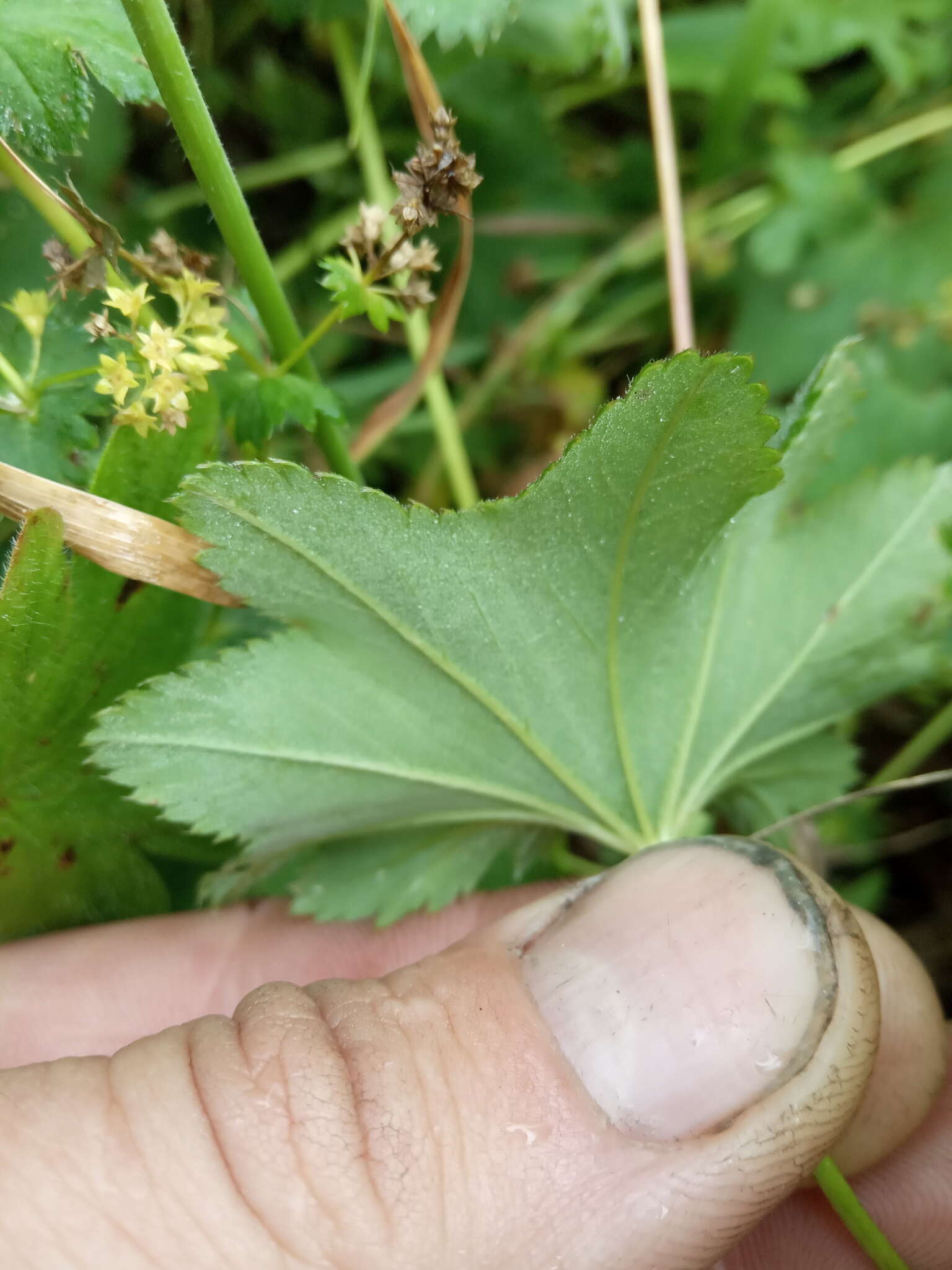 Plancia ëd Alchemilla murbeckiana Buser