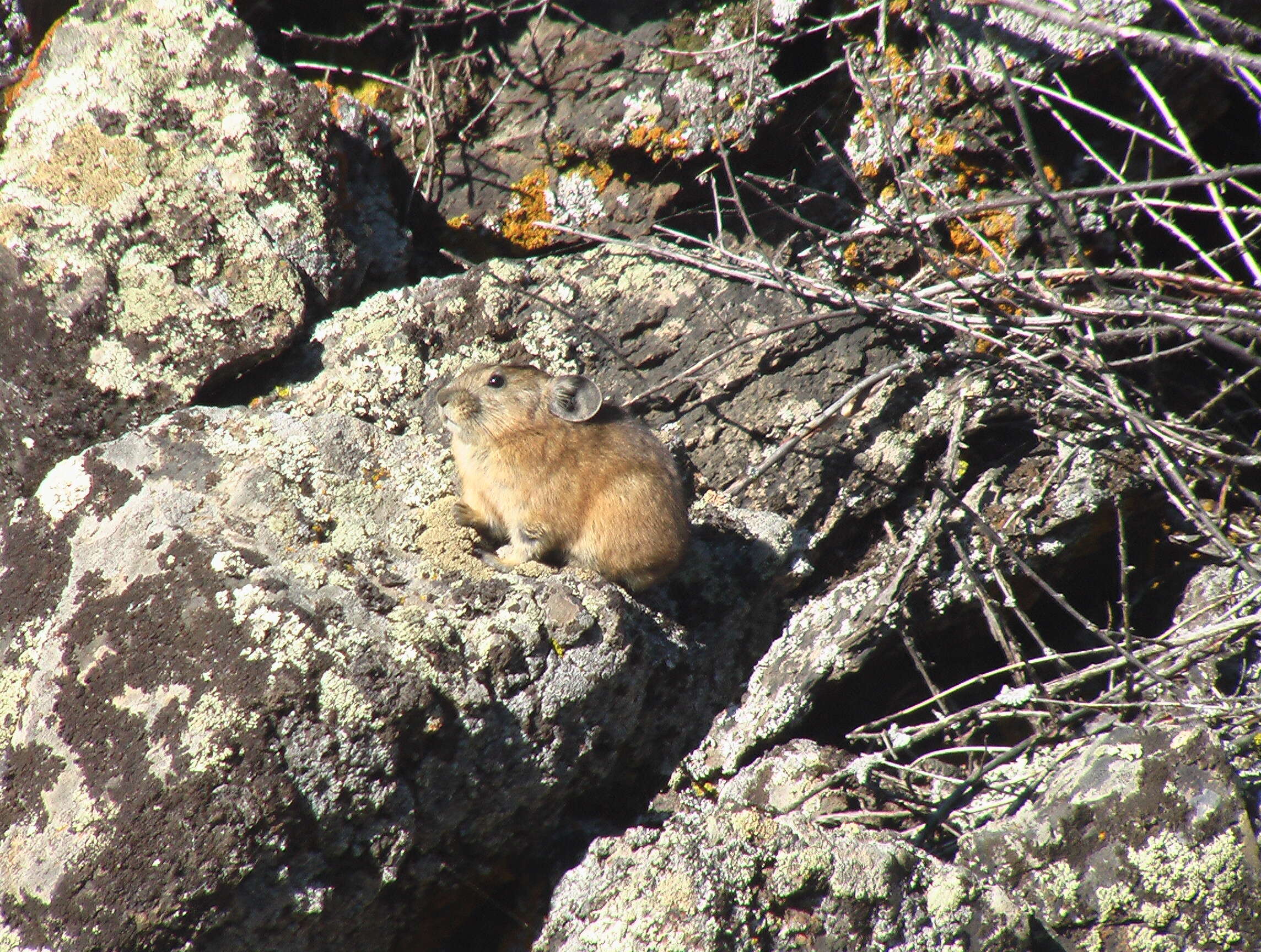 Image of Alpine Pika