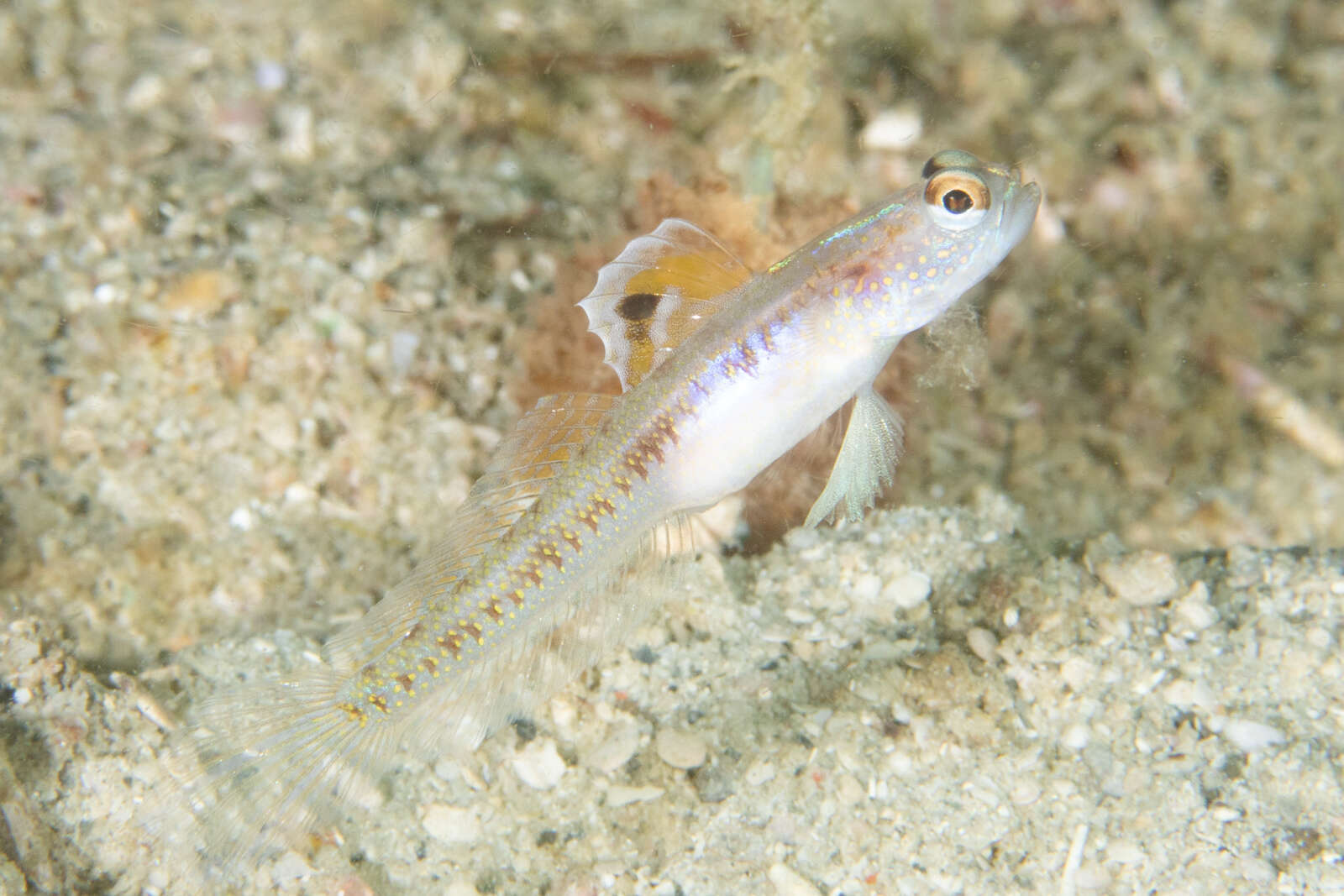 Image of Dorsalspot shrimpgoby