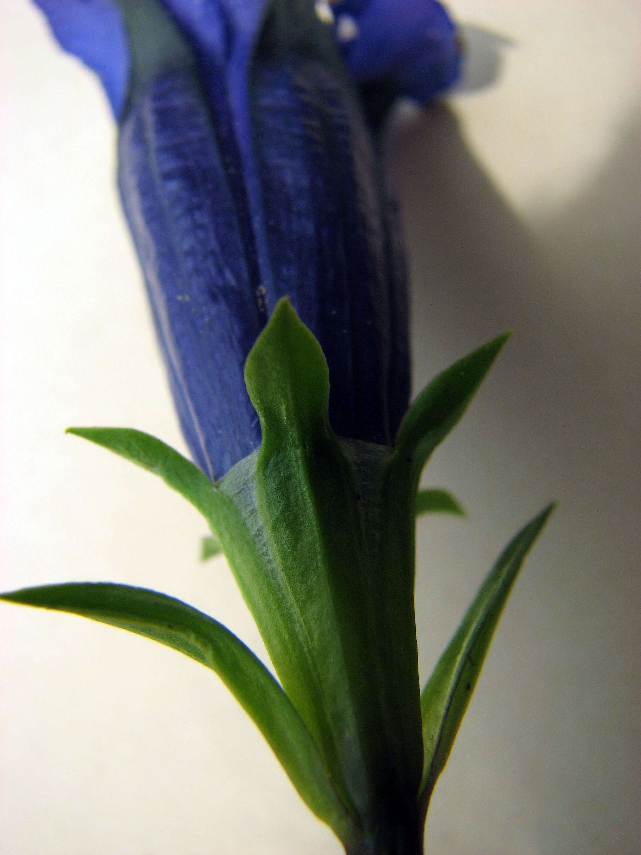 Image of Stemless Gentian