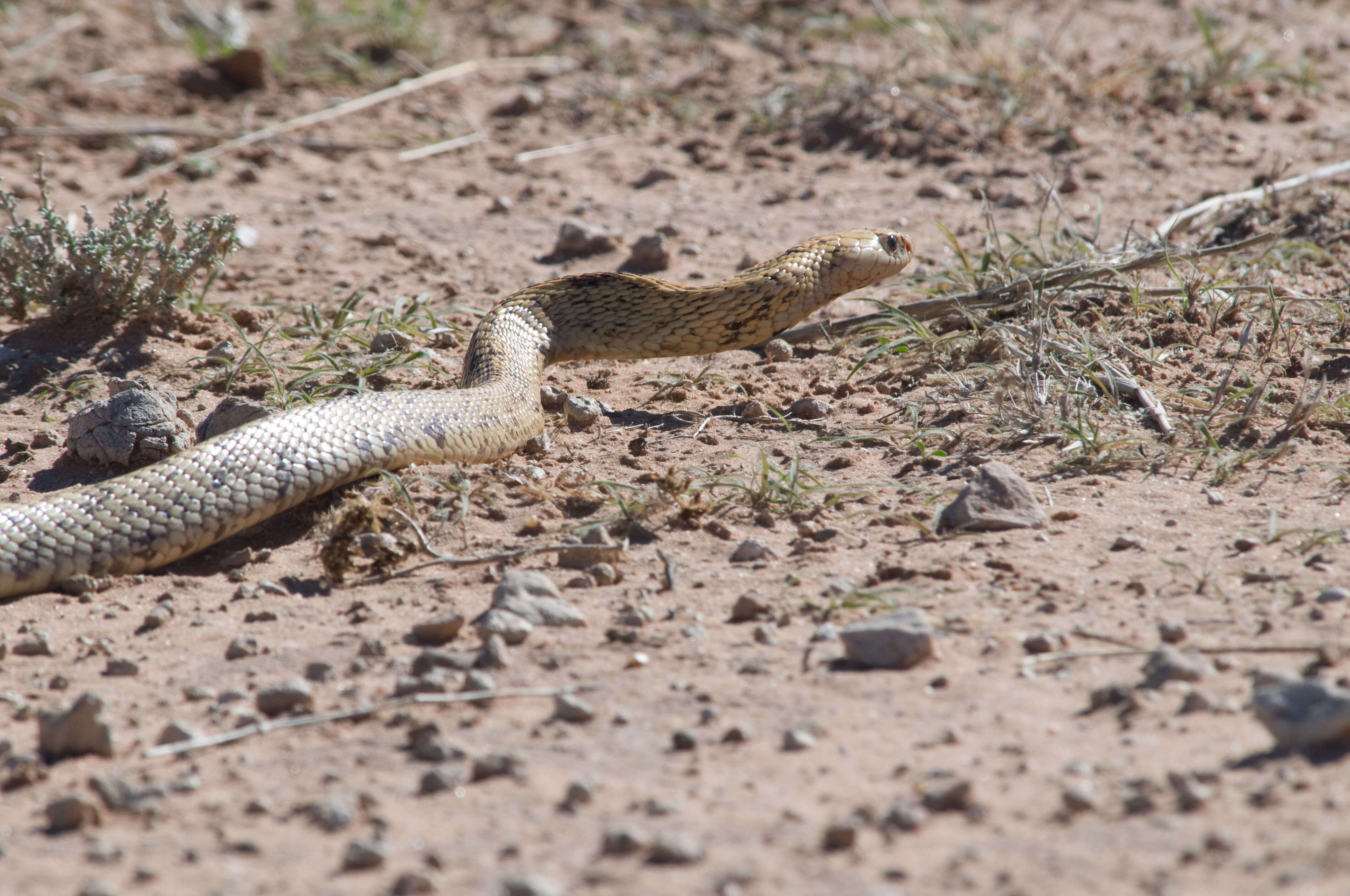 Image of Cape cobra