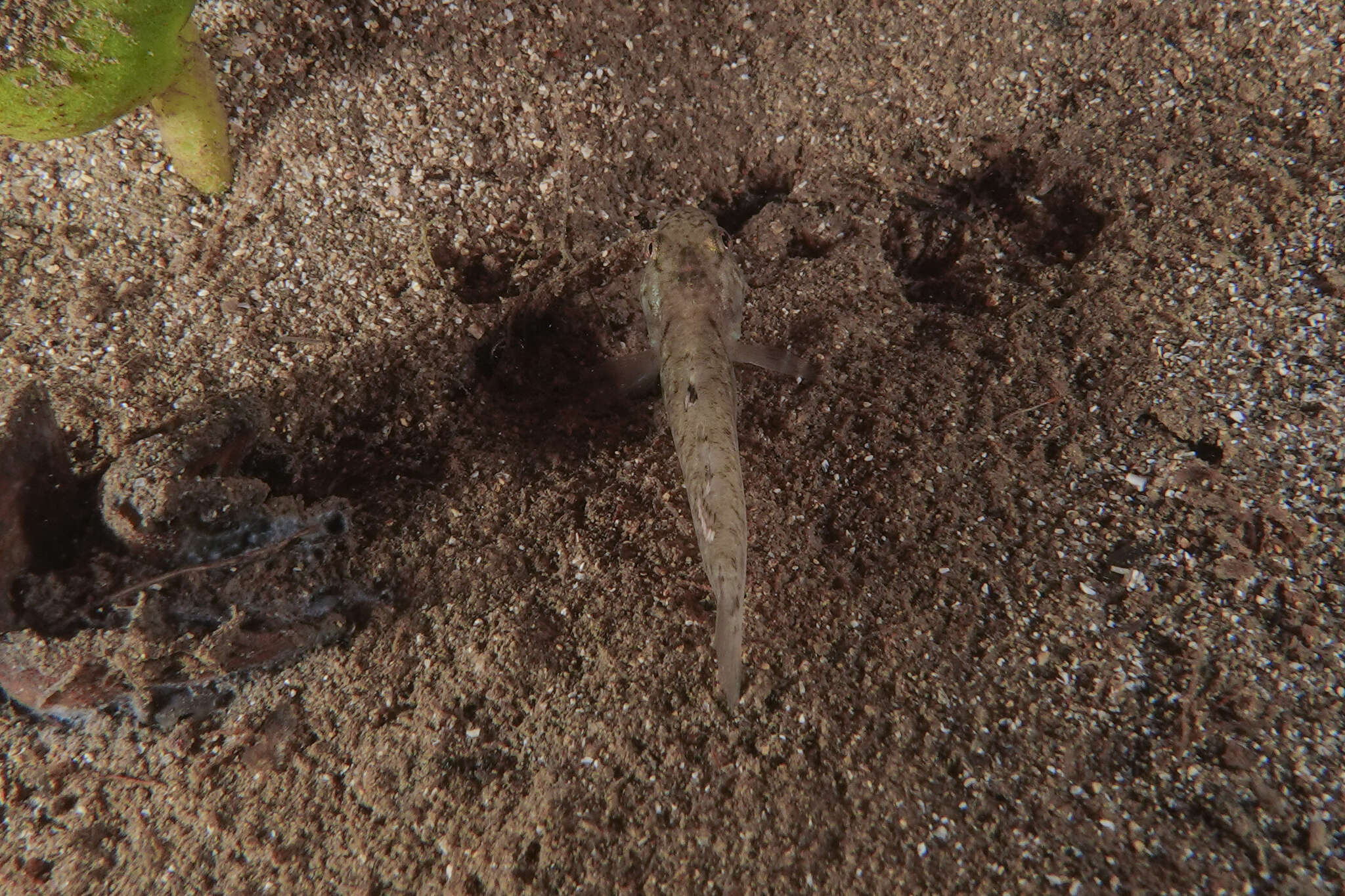 Image of Flat-backed goby