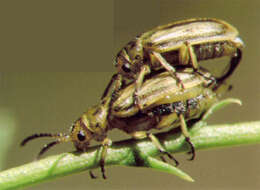 Image of Diorhabda carinulata