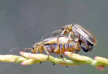 Diorhabda carinulata resmi