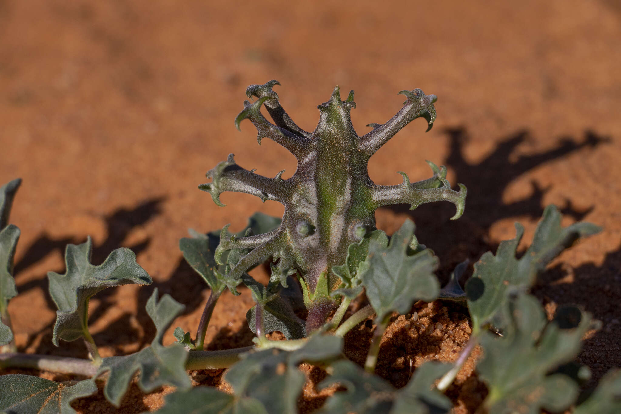 Image of devil's claw