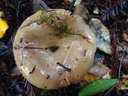 Слика од Lactarius californiensis Hesler & A. H. Sm. 1979