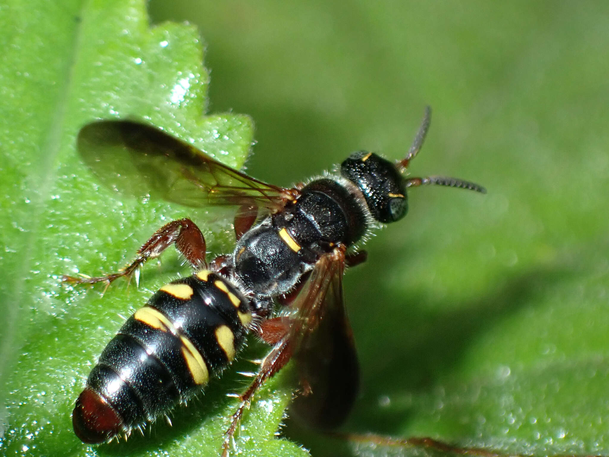 Image of Myzinum dubiosum (Cresson 1872)