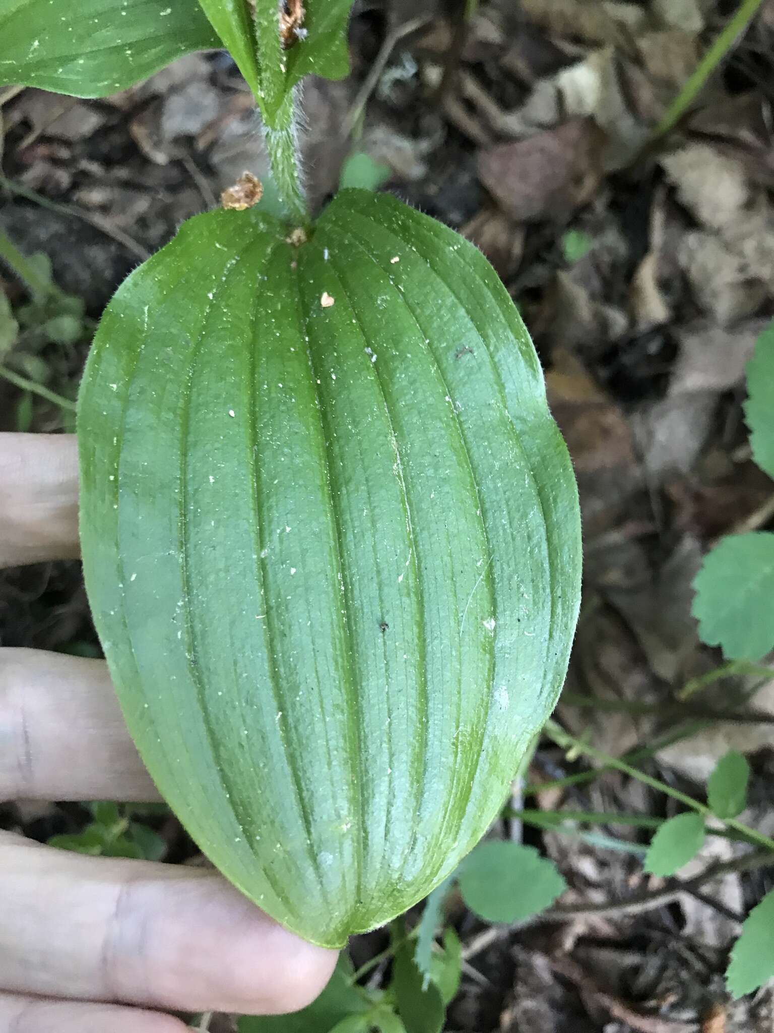 Image of Spotted lady's slipper