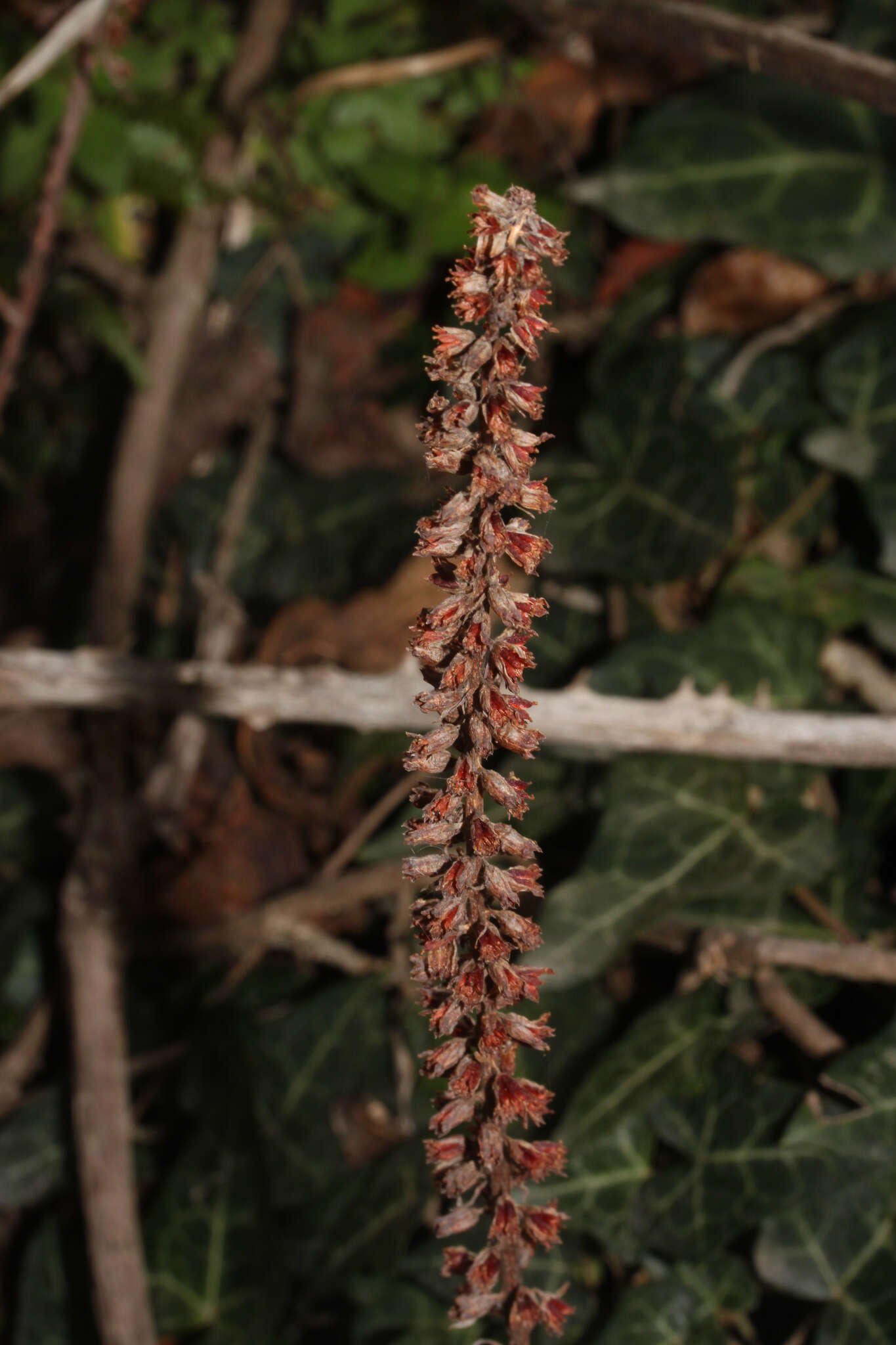 Image of Horizontal navelwort