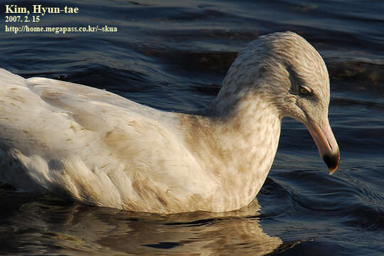 Image of Glaucous Gull