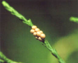 Image of Diorhabda carinulata