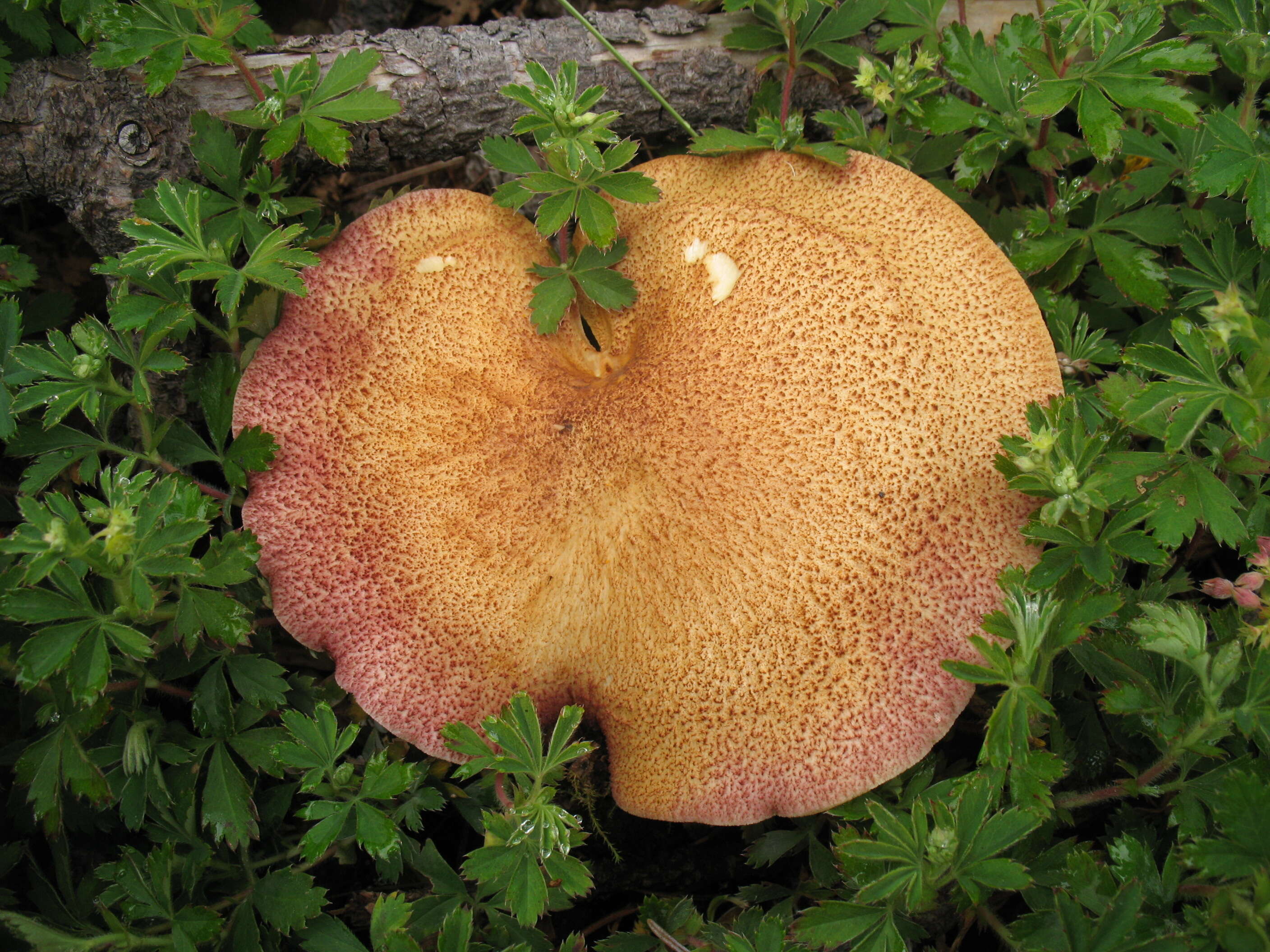 Image of Tricholomopsis rutilans (Schaeff.) Singer 1939