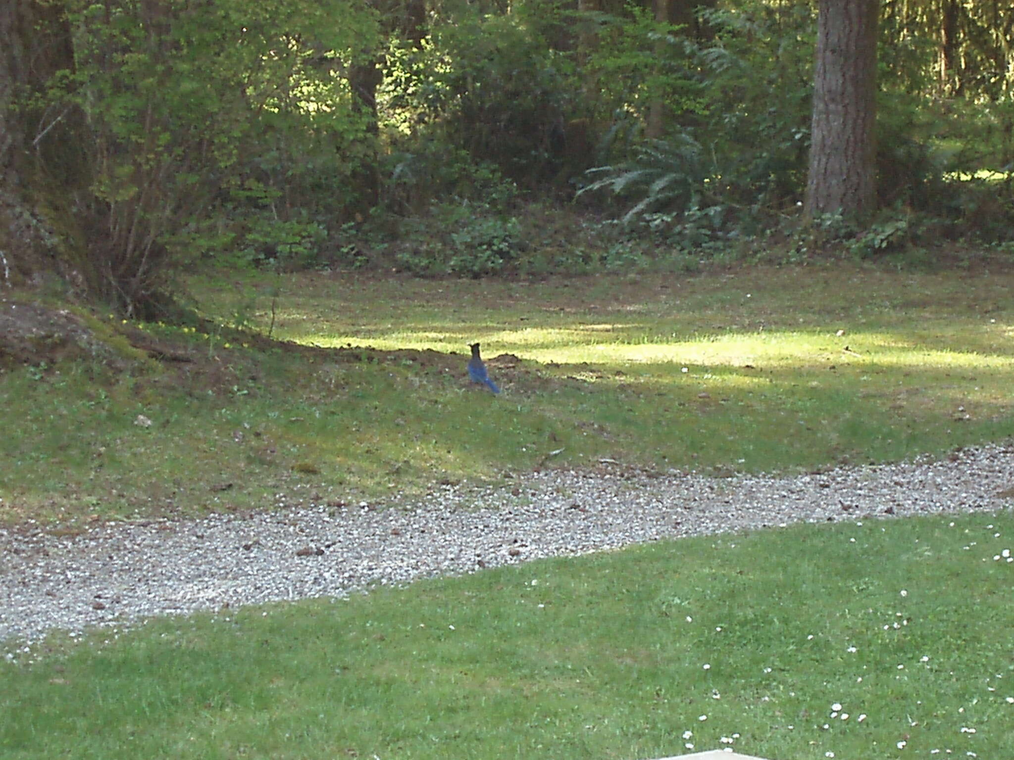 Image of Steller's Jay