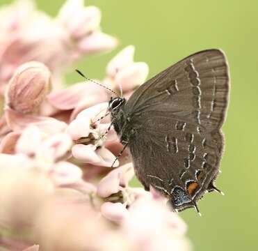 Image of Banded Hairstreak