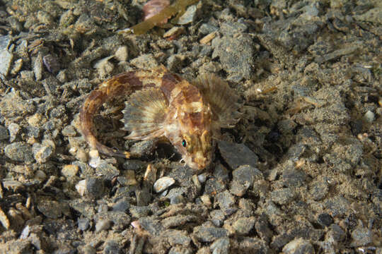 Image of Snailfish