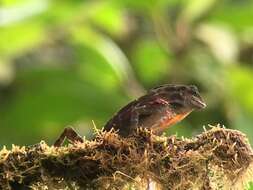 Image of Anolis kunayalae Hulebak, Poe, Ibáñez & Williams 2007