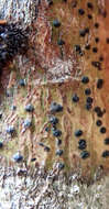 Image de Pyrenula dermatodes (Borrer) Schaer.