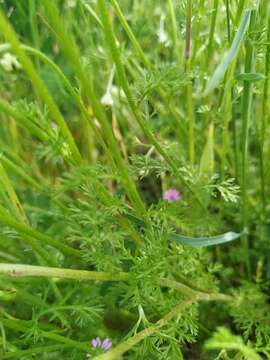 Image of corn chamomile