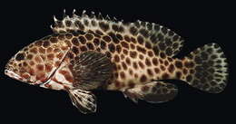 Image of Barred-chest Rock-cod