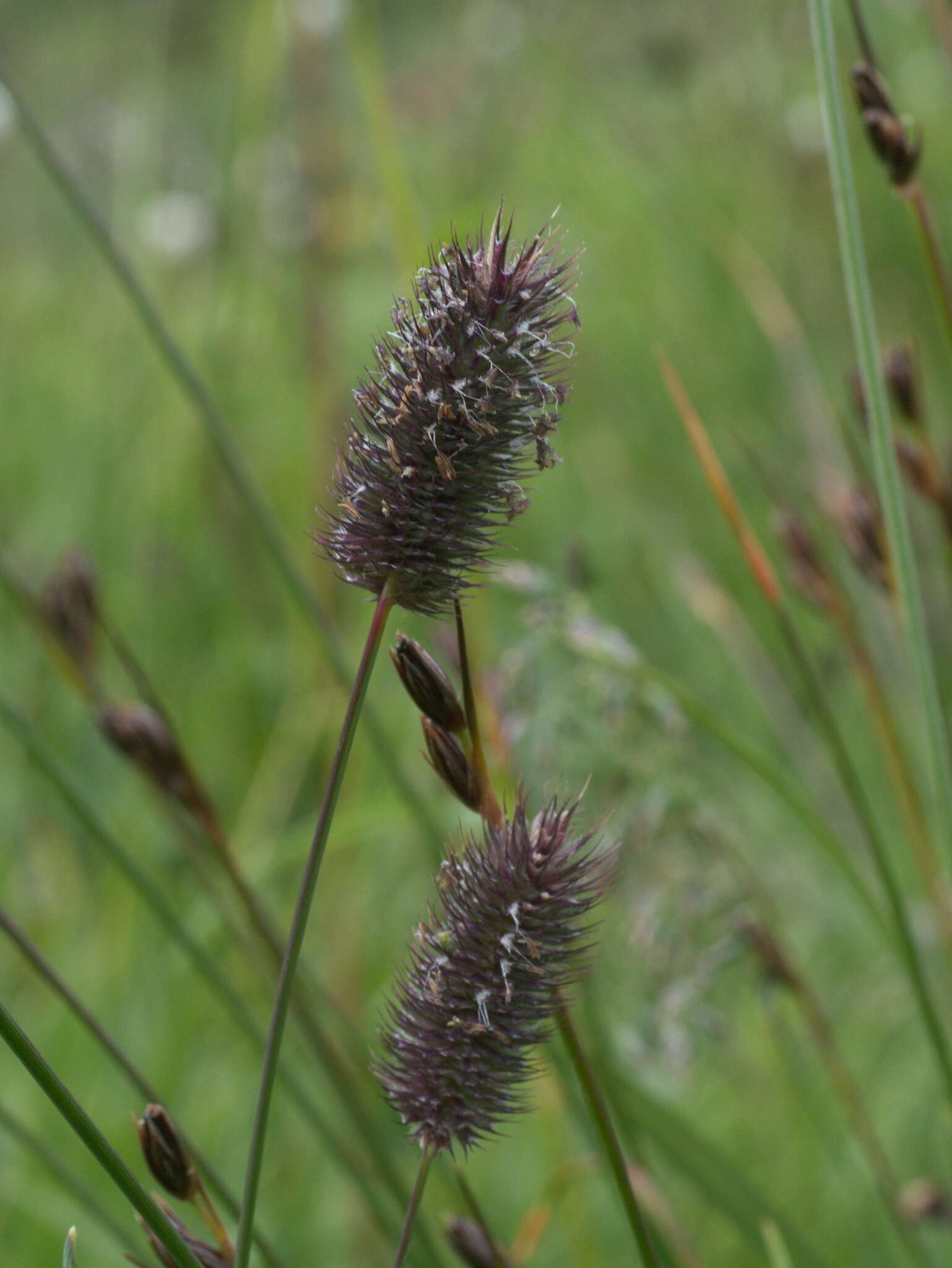 Image of Phleum alpinum subsp. alpinum