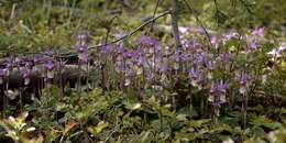 Image of calypso orchid