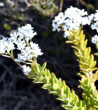 Image of Conospermum ellipticum Sm.